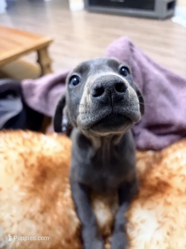AKC registered Doberman Blue boy – Doberman Pinscher puppy for sale in Chino Hills, CA