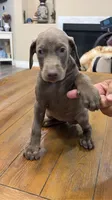 AKC registered Doberman Fawn (Isabella) girl, a female Doberman Pinscher for sale in Chino Hills, CA – 5 of 6