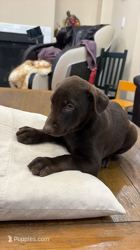 AKC registered Doberman Red/Chocolate Boy – Doberman Pinscher puppy for sale in Chino Hills, CA