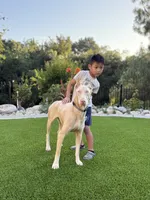 AKC registered Doberman Red Girl, a female Doberman Pinscher for sale in Chino Hills, CA – 6 of 7