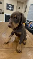 AKC registered Doberman Red Girl, a female Doberman Pinscher for sale in Chino Hills, CA – 2 of 7