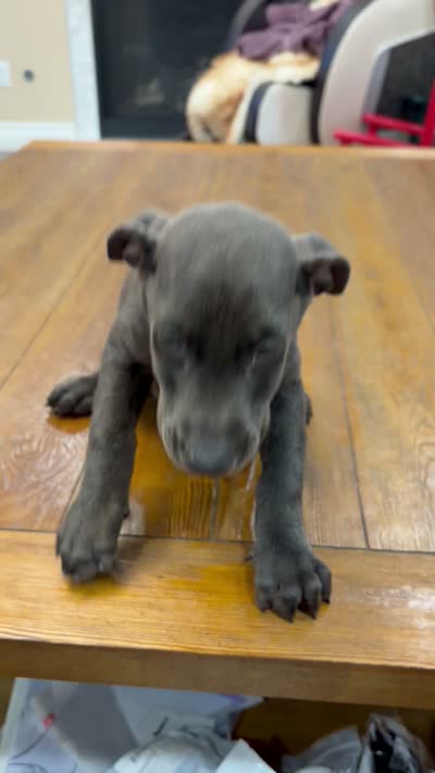 AKC registered Doberman Blue boy, a male Doberman Pinscher for sale in Chino Hills, CA – 7 of 7