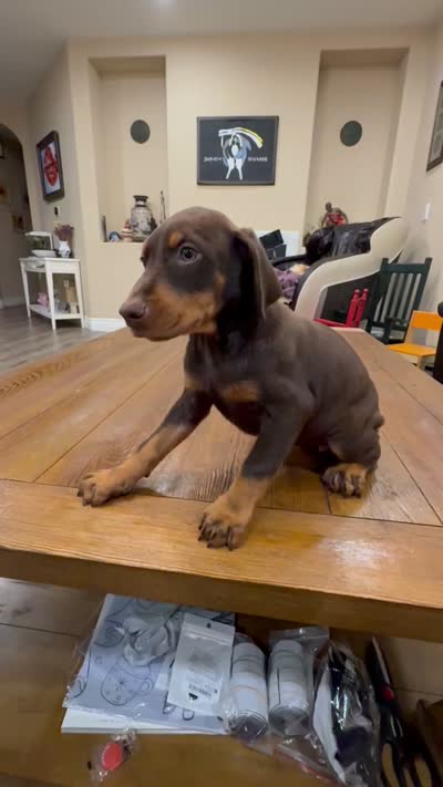 AKC registered Doberman Red Girl, a female Doberman Pinscher for sale in Chino Hills, CA – 7 of 7