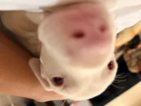 AKC registered Alpha White boy, a male Doberman Pinscher for sale in Chino Hills, CA – 2 of 7