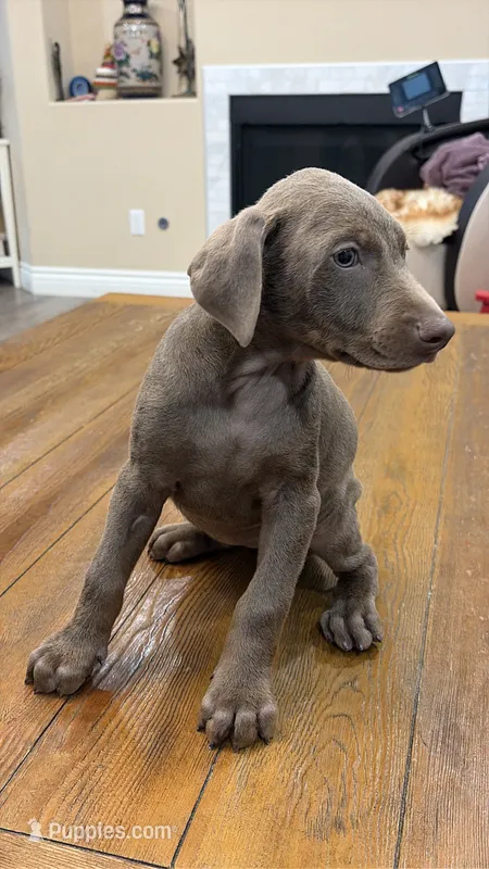 AKC registered Doberman Fawn (Isabella) girl – Doberman Pinscher puppy for sale in Chino Hills, CA