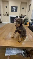 AKC registered Doberman Red Girl, a female Doberman Pinscher for sale in Chino Hills, CA – 1 of 7
