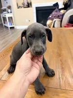 AKC registered Doberman Blue boy, a male Doberman Pinscher for sale in Chino Hills, CA – 3 of 7