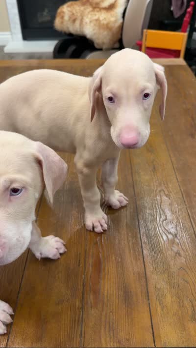 AKC registered Doberman Alpha White boy, a male Doberman Pinscher for sale in Chino Hills, CA – 9 of 9