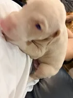 AKC registered Alpha White boy, a male Doberman Pinscher for sale in Chino Hills, CA – 6 of 7