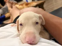AKC registered Alpha White boy, a male Doberman Pinscher for sale in Chino Hills, CA – 3 of 7