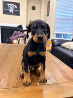 AKC registered Doberman black girl, a female Doberman Pinscher for sale in Chino Hills, CA – 6 of 7