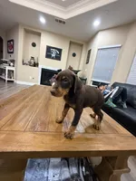 AKC registered Doberman Red Girl, a female Doberman Pinscher for sale in Chino Hills, CA – 4 of 7