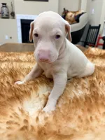 AKC registered Alpha White boy, a male Doberman Pinscher for sale in Chino Hills, CA – 4 of 7