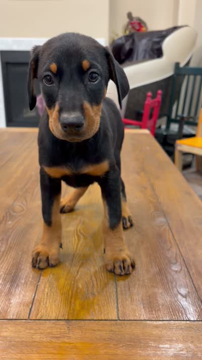 AKC registered Doberman black girl, a female Doberman Pinscher for sale in Chino Hills, CA – 3 of 7