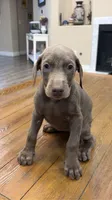 AKC registered Doberman Fawn (Isabella) girl, a female Doberman Pinscher for sale in Chino Hills, CA – 4 of 6