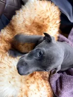 AKC registered Doberman Blue boy, a male Doberman Pinscher for sale in Chino Hills, CA – 2 of 7