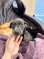 AKC registered Doberman Blue boy, a male Doberman Pinscher for sale in Chino Hills, CA – 5 of 7