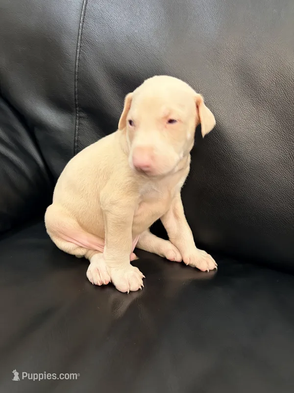 AKC registered Alpha White boy – Doberman Pinscher puppy for sale in Chino Hills, CA