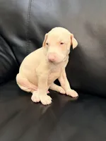 AKC registered Alpha White boy, a male Doberman Pinscher for sale in Chino Hills, CA – 1 of 7