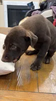AKC registered Doberman Red/Chocolate Boy, a male Doberman Pinscher for sale in Chino Hills, CA – 3 of 4
