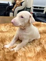 AKC registered Alpha White boy, a male Doberman Pinscher for sale in Chino Hills, CA – 7 of 7
