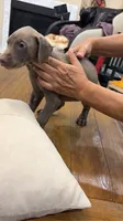 AKC registered Doberman Fawn (Isabella) girl, a female Doberman Pinscher for sale in Chino Hills, CA – 3 of 6