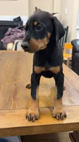AKC registered Doberman black girl, a female Doberman Pinscher for sale in Chino Hills, CA – 1 of 7