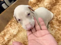 AKC registered Alpha White boy, a male Doberman Pinscher for sale in Chino Hills, CA – 5 of 7