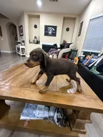 AKC registered Doberman Red Girl, a female Doberman Pinscher for sale in Chino Hills, CA – 5 of 7