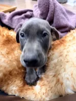 AKC registered Doberman Blue boy, a male Doberman Pinscher for sale in Chino Hills, CA – 4 of 7