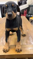AKC registered Doberman black girl, a female Doberman Pinscher for sale in Chino Hills, CA – 4 of 7