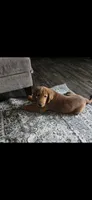 Gabe, a male Golden Retriever for sale in Jasonville, IN – 3 of 6