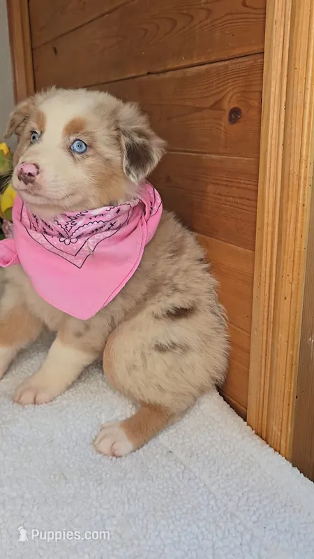 Boots Girl # 5 – Australian Shepherd puppy for sale in Jasonville, IN