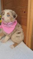 Boots Girl # 5, a female Australian Shepherd for sale in Jasonville, IN – 1 of 6