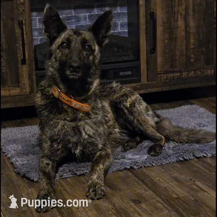 Lilly , a female Australian Shepherd and Dutch Shepherd for sale in Jasonville, IN – Photo 5 of 5
