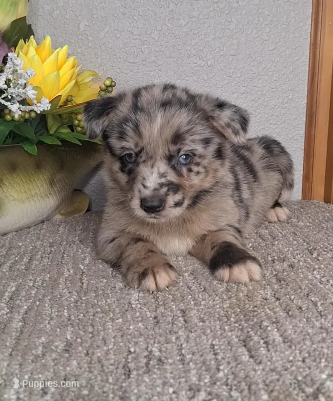 Lilly  – Australian Shepherd, Dutch Shepherd puppy for sale in Jasonville, IN