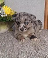 Lilly , a female Australian Shepherd and Dutch Shepherd for sale in Jasonville, IN – Photo 1 of 5