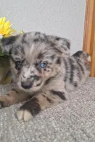 Lilly , a female Australian Shepherd and Dutch Shepherd for sale in Jasonville, IN – Photo 2 of 5