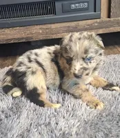 Lilly , a female Australian Shepherd and Dutch Shepherd for sale in Jasonville, IN – Photo 1 of 5
