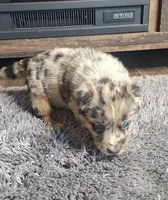Lilly , a female Australian Shepherd and Dutch Shepherd for sale in Jasonville, IN – Photo 4 of 5