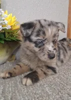 Lilly , a female Australian Shepherd and Dutch Shepherd for sale in Jasonville, IN – Photo 3 of 5