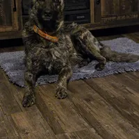 Leina, a female Australian Shepherd and Dutch Shepherd for sale in Jasonville, IN – Photo 5 of 5
