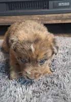 Leina, a female Australian Shepherd and Dutch Shepherd for sale in Jasonville, IN – Photo 4 of 5