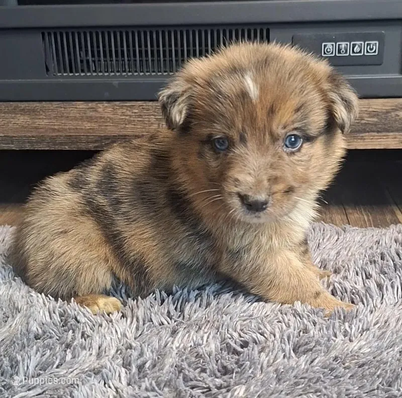 Leina, a female Australian Shepherd and Dutch Shepherd for sale in Jasonville, IN – Photo 1 of 5