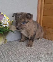Leina, a female Australian Shepherd and Dutch Shepherd for sale in Jasonville, IN – Photo 3 of 5