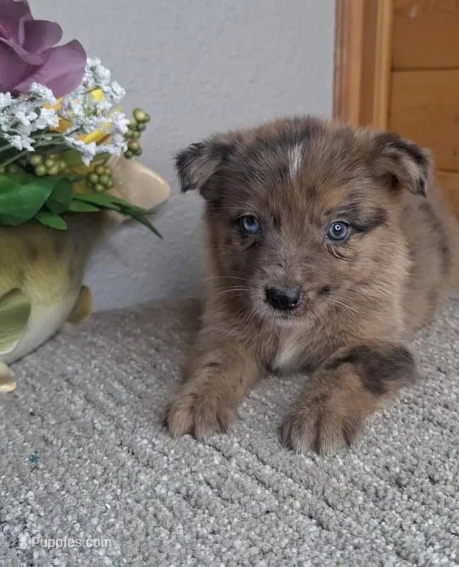 Leina – Australian Shepherd, Dutch Shepherd puppy for sale in Jasonville, IN