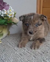 Leina, a female Australian Shepherd and Dutch Shepherd for sale in Jasonville, IN – Photo 1 of 5