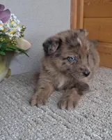 Leina, a female Australian Shepherd and Dutch Shepherd for sale in Jasonville, IN – Photo 4 of 5