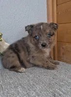 Leina, a female Australian Shepherd and Dutch Shepherd for sale in Jasonville, IN – Photo 2 of 5