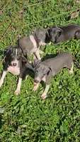 Norwood's Pup # 1, a male Italian Greyhound for sale in Jasonville, IN – 3 of 6